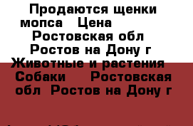 Продаются щенки мопса › Цена ­ 20 000 - Ростовская обл., Ростов-на-Дону г. Животные и растения » Собаки   . Ростовская обл.,Ростов-на-Дону г.